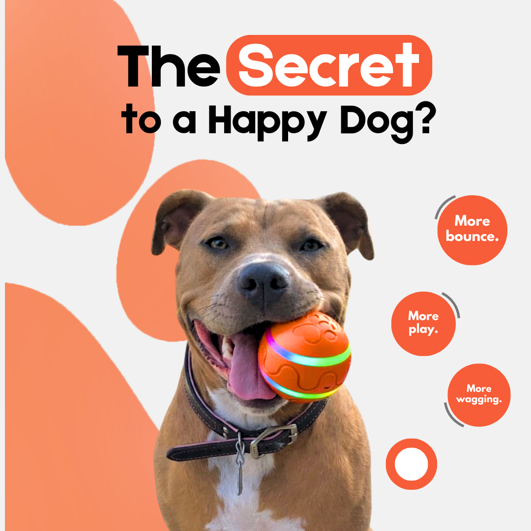 DOG’S INTERACTIVE BOUNCY BALL