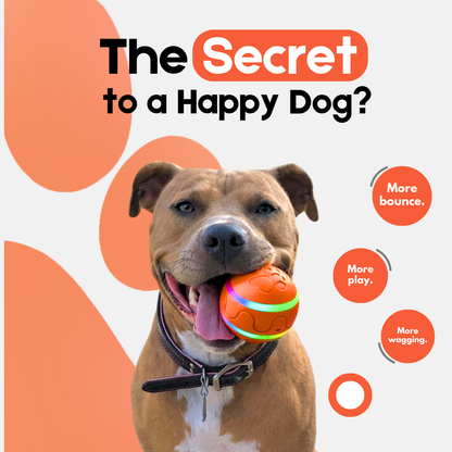 PawNeedz™ Dog’s Interactive Bouncy Ball