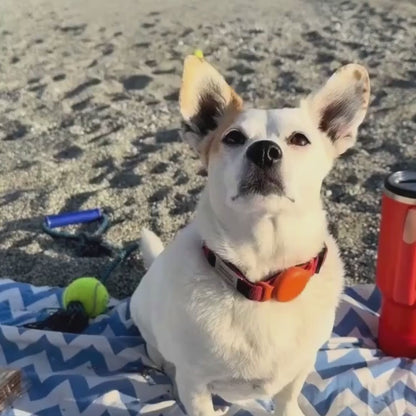 PawNeedz™ Portable Steel Dog Water Bottle